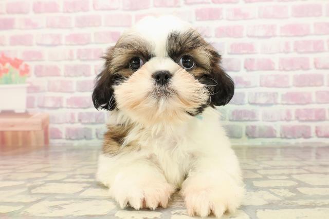 埼玉県のシーズー (Coo&RIKU大宮店/2025年9月4日生まれ/男の子/ゴールドホワイト)の子犬の1枚目の画像