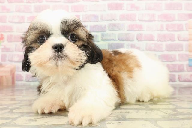 埼玉県のシーズー (Coo&RIKU大宮店/2025年9月4日生まれ/男の子/ゴールドホワイト)の子犬の2枚目の画像