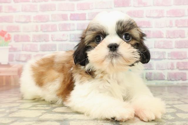 埼玉県のシーズー (Coo&RIKU大宮店/2025年9月4日生まれ/男の子/ゴールドホワイト)の子犬の3枚目の画像