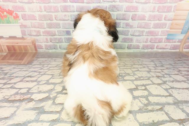 埼玉県のシーズー (Coo&RIKU大宮店/2025年9月4日生まれ/男の子/ゴールドホワイト)の子犬の4枚目の画像