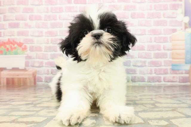 埼玉県のシーズー (Coo&RIKU川口戸塚店/2025年9月4日生まれ/女の子/ホワイトブラック)の子犬の1枚目の画像