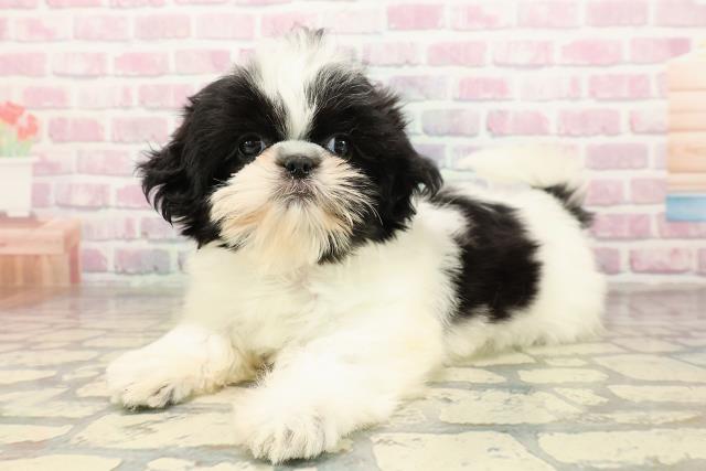 埼玉県のシーズー (Coo&RIKU川口戸塚店/2025年9月4日生まれ/女の子/ホワイトブラック)の子犬の2枚目の画像