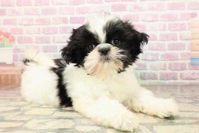 埼玉県のシーズー (Coo&RIKU川口戸塚店/2025年9月4日生まれ/女の子/ホワイトブラック)の子犬の3枚目の画像