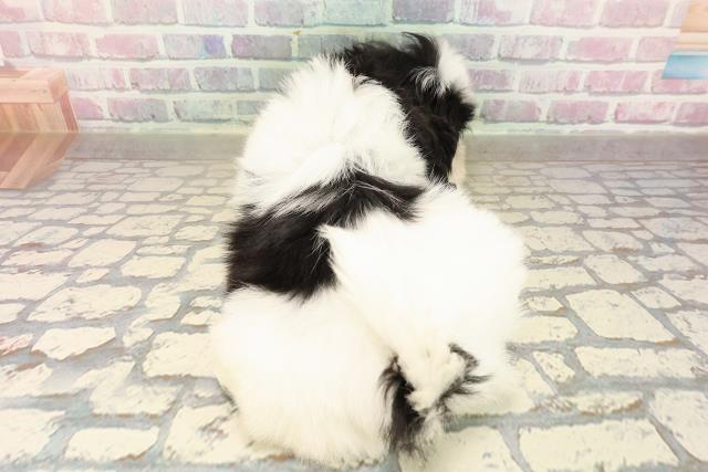 埼玉県のシーズー (Coo&RIKU川口戸塚店/2025年9月4日生まれ/女の子/ホワイトブラック)の子犬の4枚目の画像