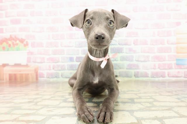 東京都のイタリアングレーハウンド (Coo&RIKU足立本店/2025年8月26日生まれ/女の子/ブルーホワイト)の子犬の1枚目の画像