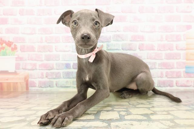 東京都のイタリアングレーハウンド (Coo&RIKU足立本店/2025年8月26日生まれ/女の子/ブルーホワイト)の子犬の2枚目の画像