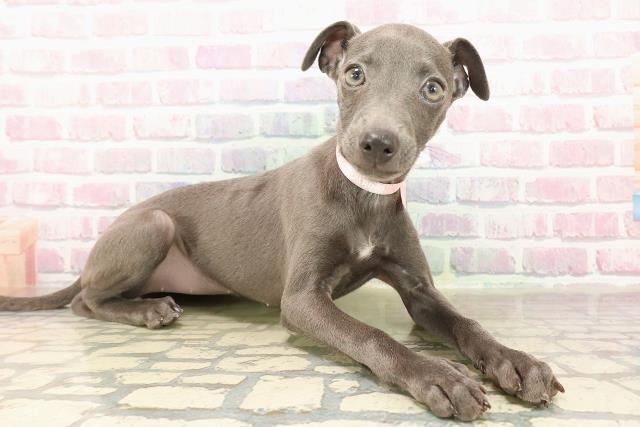 東京都のイタリアングレーハウンド (Coo&RIKU足立本店/2025年8月26日生まれ/女の子/ブルーホワイト)の子犬の3枚目の画像