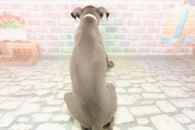 東京都のイタリアングレーハウンド (Coo&RIKU足立本店/2025年8月26日生まれ/女の子/ブルーホワイト)の子犬の4枚目の画像