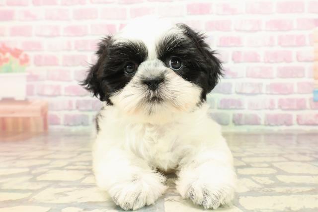 愛媛県のシーズー (Coo&RIKU愛媛松山店/2025年9月4日生まれ/女の子/ホワイトブラック)の子犬の1枚目の画像