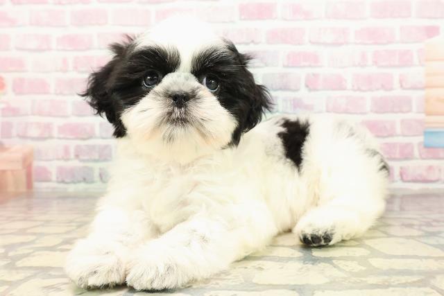 愛媛県のシーズー (Coo&RIKU愛媛松山店/2025年9月4日生まれ/女の子/ホワイトブラック)の子犬の2枚目の画像