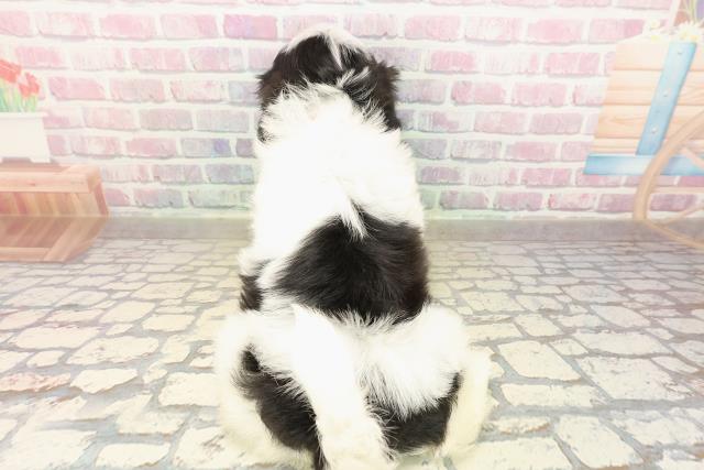 愛媛県のシーズー (Coo&RIKU愛媛松山店/2025年9月4日生まれ/女の子/ホワイトブラック)の子犬の4枚目の画像