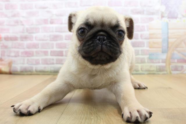 福島県のパグ (Coo&RIKUいわき店/2025年9月1日生まれ/男の子/フォーン)の子犬の1枚目の画像