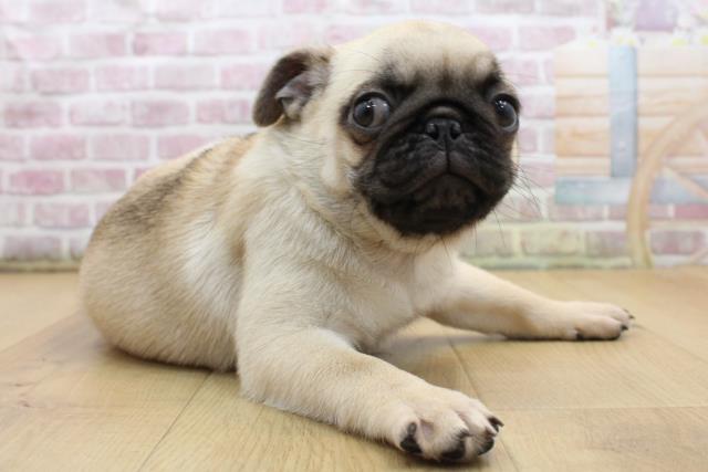 福島県のパグ (Coo&RIKUいわき店/2025年9月1日生まれ/男の子/フォーン)の子犬の3枚目の画像