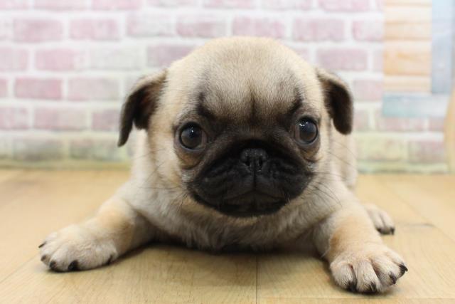 山形県のパグ (Coo&RIKU山形店/2025年9月1日生まれ/女の子/フォーン)の子犬の1枚目の画像