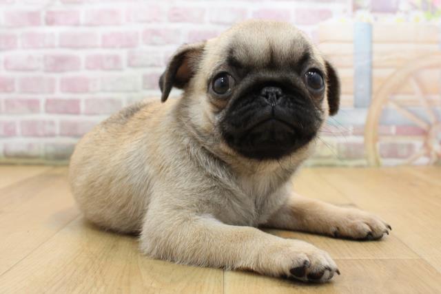 山形県のパグ (Coo&RIKU山形店/2025年9月1日生まれ/女の子/フォーン)の子犬の3枚目の画像