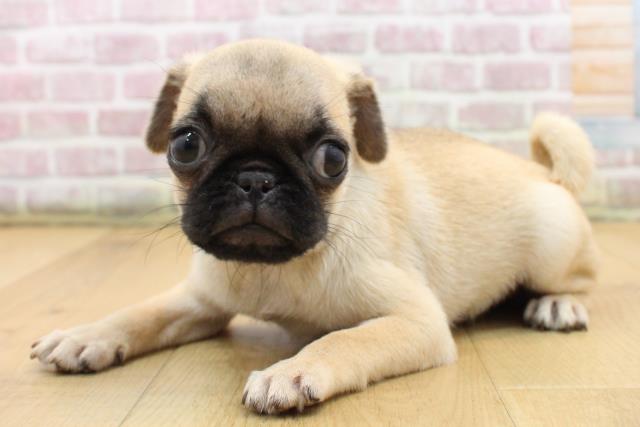 宮城県のパグ (Coo&RIKUイオンタウン古川店/2025年9月1日生まれ/女の子/フォーン)の子犬の2枚目の画像