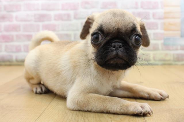 宮城県のパグ (Coo&RIKUイオンタウン古川店/2025年9月1日生まれ/女の子/フォーン)の子犬の3枚目の画像