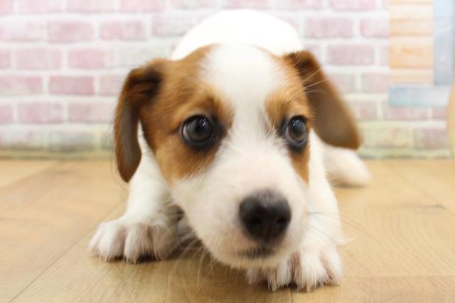 ジャックラッセルテリア