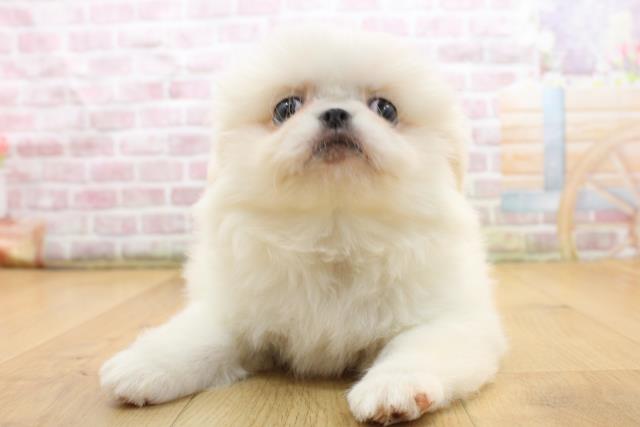 岩手県のペキニーズ (Coo&RIKU一関店/2025年9月3日生まれ/男の子/ホワイト)の子犬の1枚目の画像