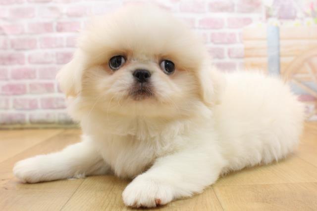 岩手県のペキニーズ (Coo&RIKU一関店/2025年9月3日生まれ/男の子/ホワイト)の子犬の2枚目の画像