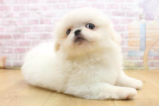 岩手県のペキニーズ (Coo&RIKU一関店/2025年9月3日生まれ/男の子/ホワイト)の子犬の3枚目の画像