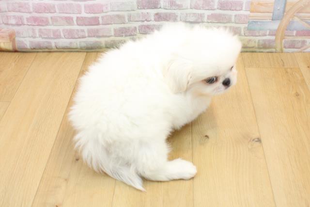 岩手県のペキニーズ (Coo&RIKU一関店/2025年9月3日生まれ/男の子/ホワイト)の子犬の4枚目の画像