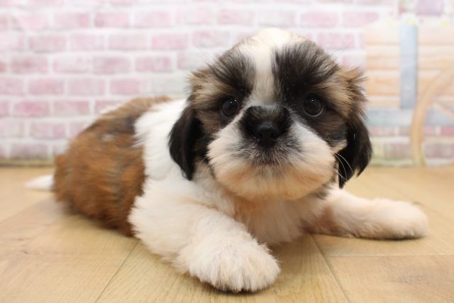 福島県のシーズー (Coo&RIKU郡山店/2025年9月3日生まれ/女の子/ゴールドホワイト)の子犬の3枚目の画像