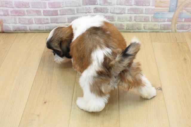 福島県のシーズー (Coo&RIKU郡山店/2025年9月3日生まれ/女の子/ゴールドホワイト)の子犬の4枚目の画像