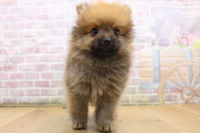 福島県のポメラニアン (Coo&RIKUいわき店/2025年9月4日生まれ/男の子/オレンジセーブル)の子犬の1枚目の画像