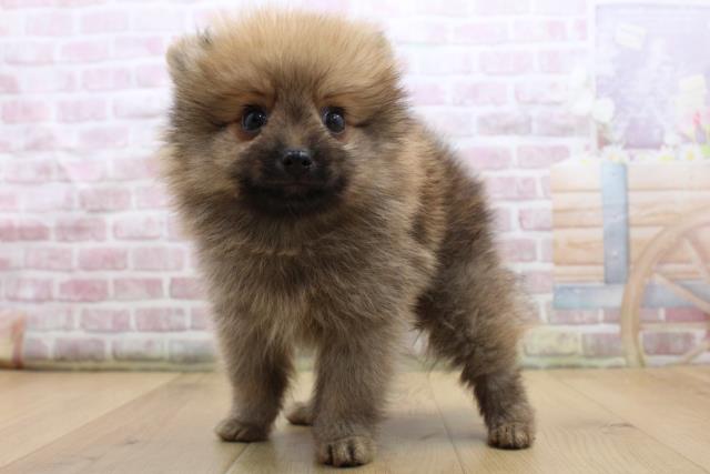 福島県のポメラニアン (Coo&RIKUいわき店/2025年9月4日生まれ/男の子/オレンジセーブル)の子犬の2枚目の画像