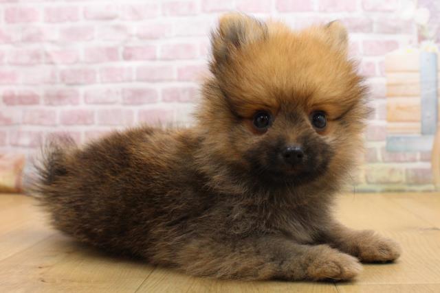 福島県のポメラニアン (Coo&RIKUいわき店/2025年9月4日生まれ/男の子/オレンジセーブル)の子犬の3枚目の画像