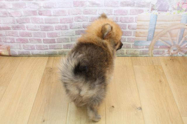 福島県のポメラニアン (Coo&RIKUいわき店/2025年9月4日生まれ/男の子/オレンジセーブル)の子犬の4枚目の画像
