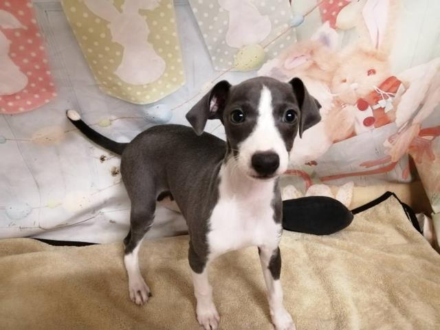 イタリアングレーハウンド