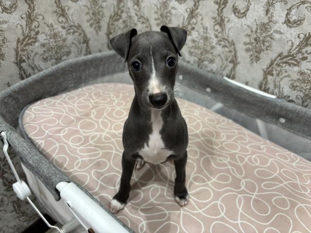 イタリアングレーハウンド