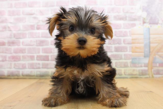 ヨークシャーテリア