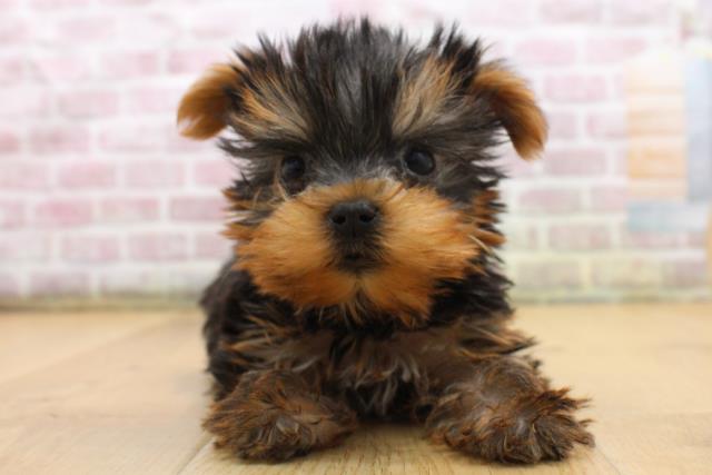 ヨークシャーテリア