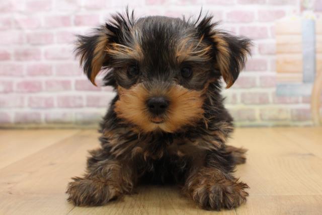 ヨークシャーテリア