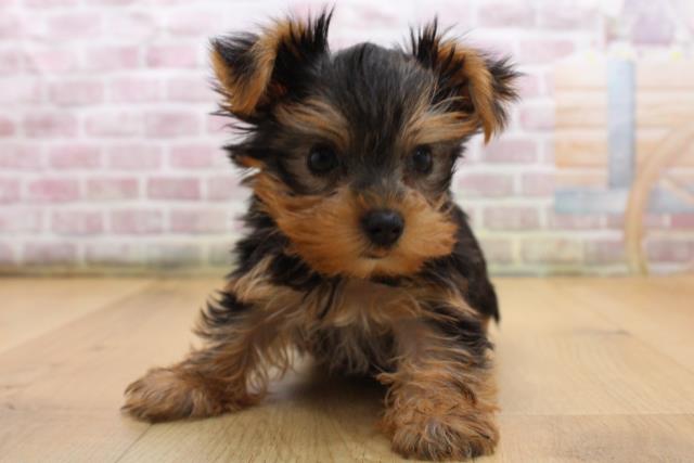 ヨークシャーテリア