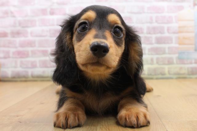 宮城県のミニチュアダックスフンド(ロング) (Coo&RIKU石巻店/2025年9月5日生まれ/男の子/ブラックタン)の子犬の1枚目の画像