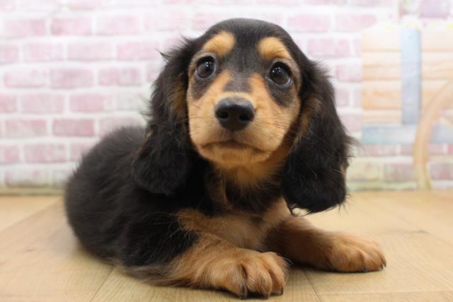 宮城県のミニチュアダックスフンド(ロング) (Coo&RIKU石巻店/2025年9月5日生まれ/男の子/ブラックタン)の子犬の3枚目の画像