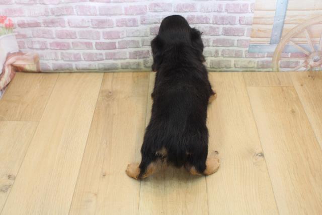 宮城県のミニチュアダックスフンド(ロング) (Coo&RIKU石巻店/2025年9月5日生まれ/男の子/ブラックタン)の子犬の4枚目の画像