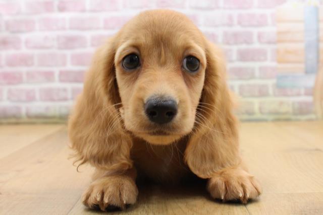 青森県のミニチュアダックスフンド(ロング) (Coo&RIKU弘前店/2025年9月5日生まれ/男の子/ゴールド)の子犬の1枚目の画像