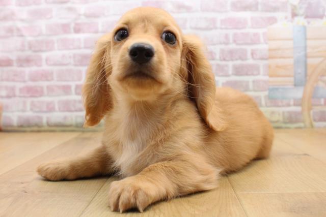 青森県のミニチュアダックスフンド(ロング) (Coo&RIKU弘前店/2025年9月5日生まれ/男の子/ゴールド)の子犬の2枚目の画像