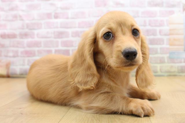 青森県のミニチュアダックスフンド(ロング) (Coo&RIKU弘前店/2025年9月5日生まれ/男の子/ゴールド)の子犬の3枚目の画像