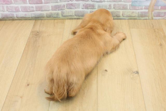 青森県のミニチュアダックスフンド(ロング) (Coo&RIKU弘前店/2025年9月5日生まれ/男の子/ゴールド)の子犬の4枚目の画像