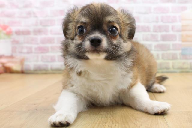 福島県のチワワ(ロング) (Coo&RIKU福島店/2025年9月6日生まれ/男の子/フォーンホワイト)の子犬の1枚目の画像