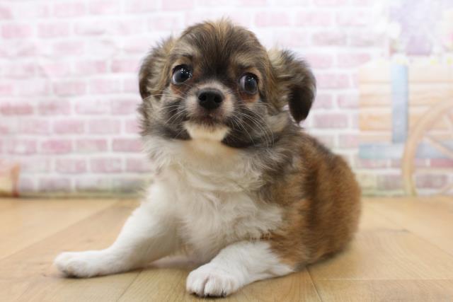 福島県のチワワ(ロング) (Coo&RIKU福島店/2025年9月6日生まれ/男の子/フォーンホワイト)の子犬の2枚目の画像