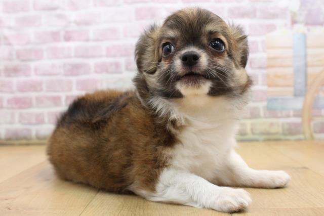 福島県のチワワ(ロング) (Coo&RIKU福島店/2025年9月6日生まれ/男の子/フォーンホワイト)の子犬の3枚目の画像