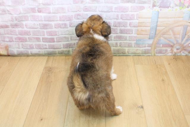 福島県のチワワ(ロング) (Coo&RIKU福島店/2025年9月6日生まれ/男の子/フォーンホワイト)の子犬の4枚目の画像