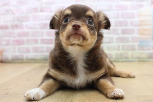 福島県のチワワ(ロング) (Coo&RIKU郡山店/2025年9月6日生まれ/女の子/チョコレートタンホワイト)の子犬の1枚目の画像